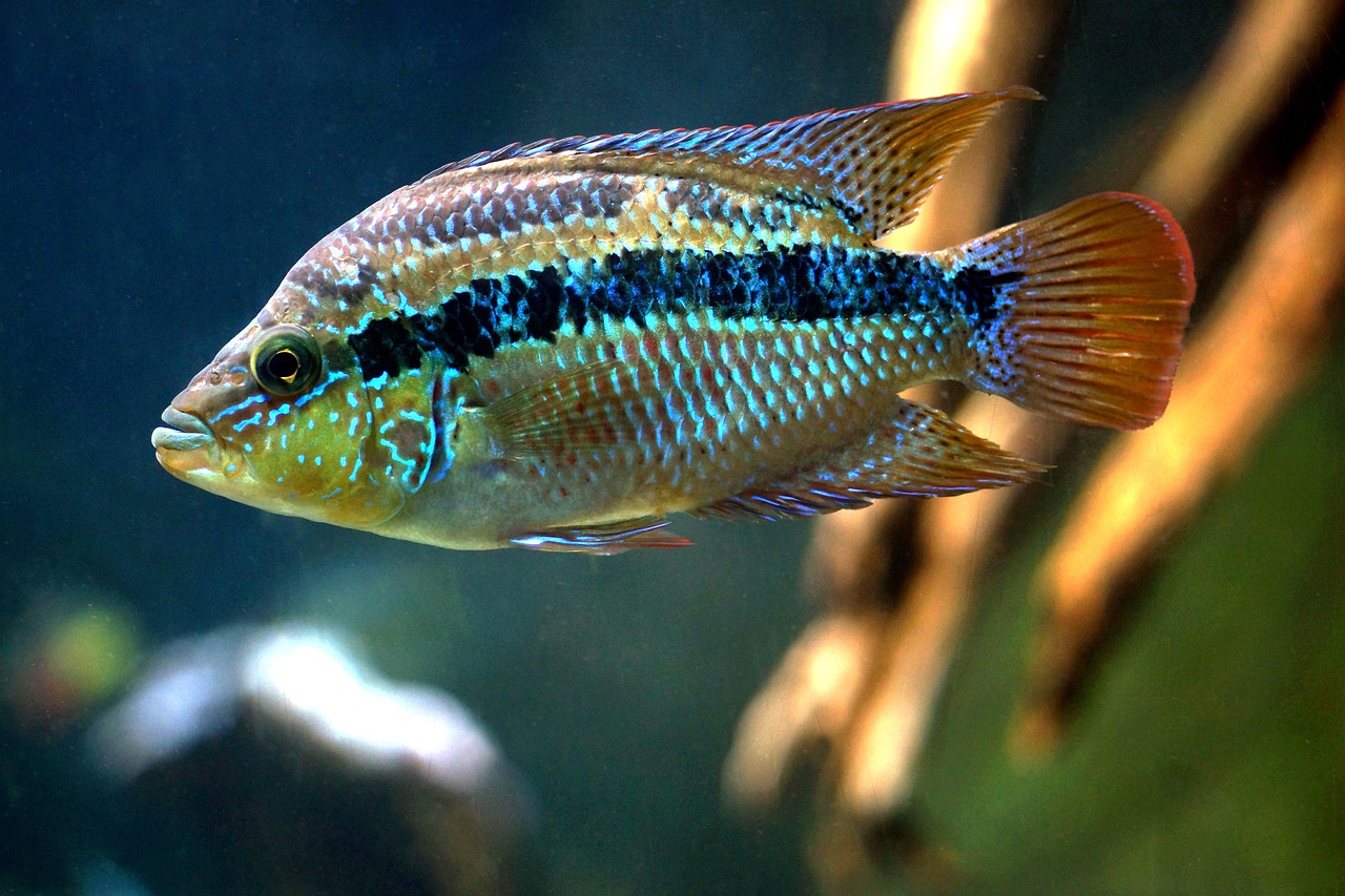 Unveiling The Beauty Of Underwater Painting